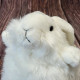 Plumpee Bunny
